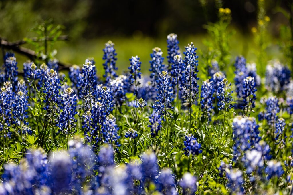 Homes for Sale in Flower Mound, TX